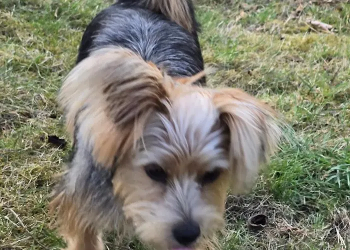 Apartment Mit Brockenblick *